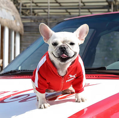 Pull chien | Confort Ultra