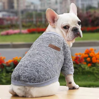 beau avec son pull chien gris chiné