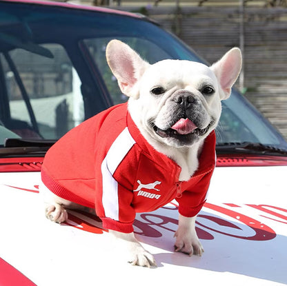 Pull chien | Confort Ultra