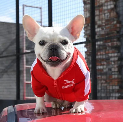 Pull chien | Confort Ultra