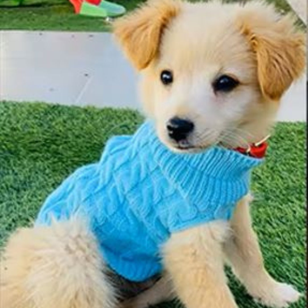 Ochaud Pull pour chien confortable bleu