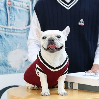 chien heureux dans son pull pour chien Style canin