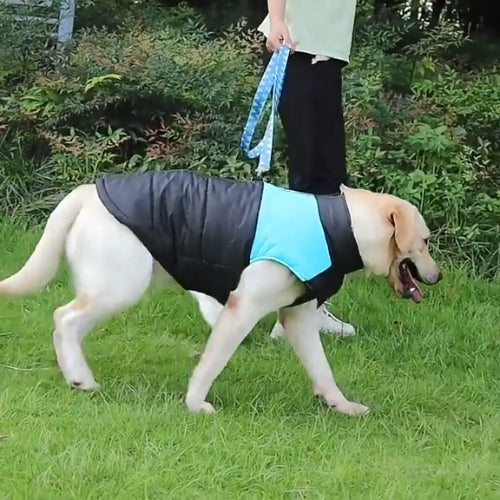 Pawstyle permet les promenade avec ce vêtement chien qui protège de la fraîcheur matinale