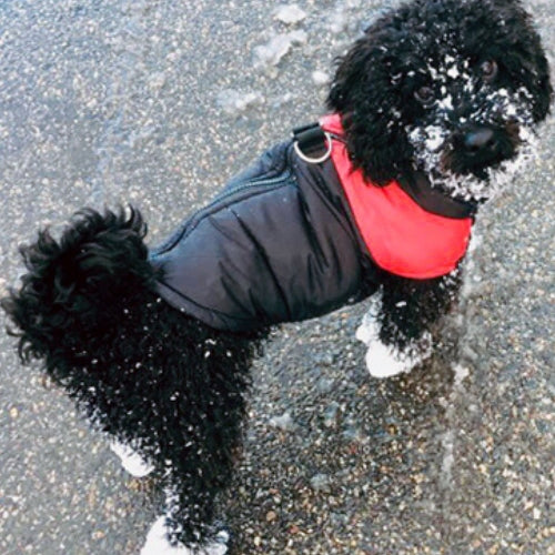 Le vêtement chien qui protège du froid glacial