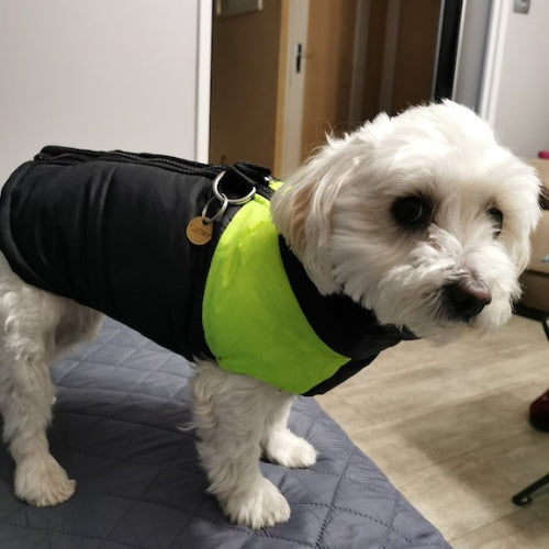 Le vêtement chien Pawstyle convient à toutes les races de chien