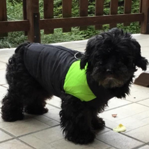 Pawstyle un vêtement chien utile et stylé