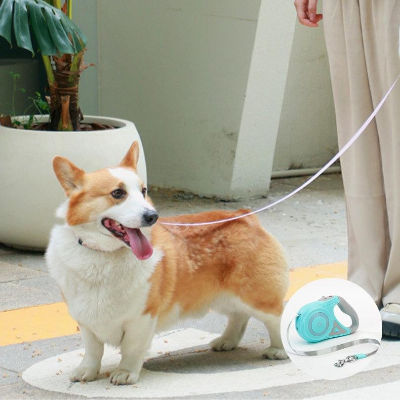 laisse-pour-chien-laisséclaire-bleu